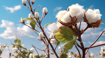 Pourquoi avons nous choisi le coton bio ?